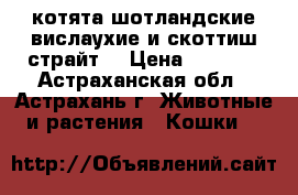 котята шотландские вислаухие и скоттиш страйт. › Цена ­ 1 500 - Астраханская обл., Астрахань г. Животные и растения » Кошки   